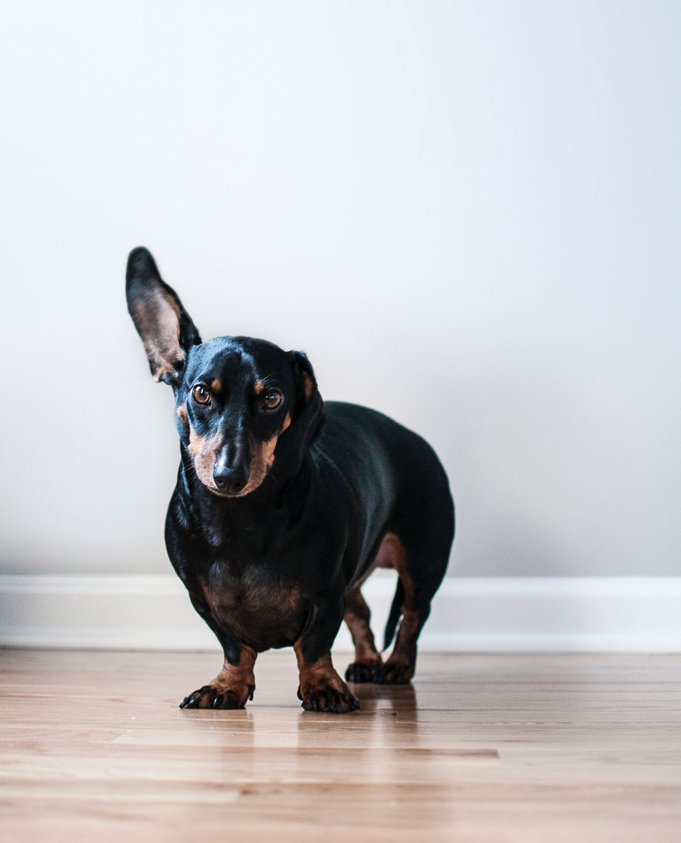 Did I hear someone say #TacoTuesday?👂🌮

soo.nr/LvJf⁠

#FurBallin #LoveFurBallin #FurBalls #Lebron #Tuesdays #TuesdayMood #doggy #cuteanimals #doggo #puppy #dachshund #doxie #sausagedog #dachshundlove #dachshunds #doxieobsessed #thedoxieworld #sausagedogs #wienerdog