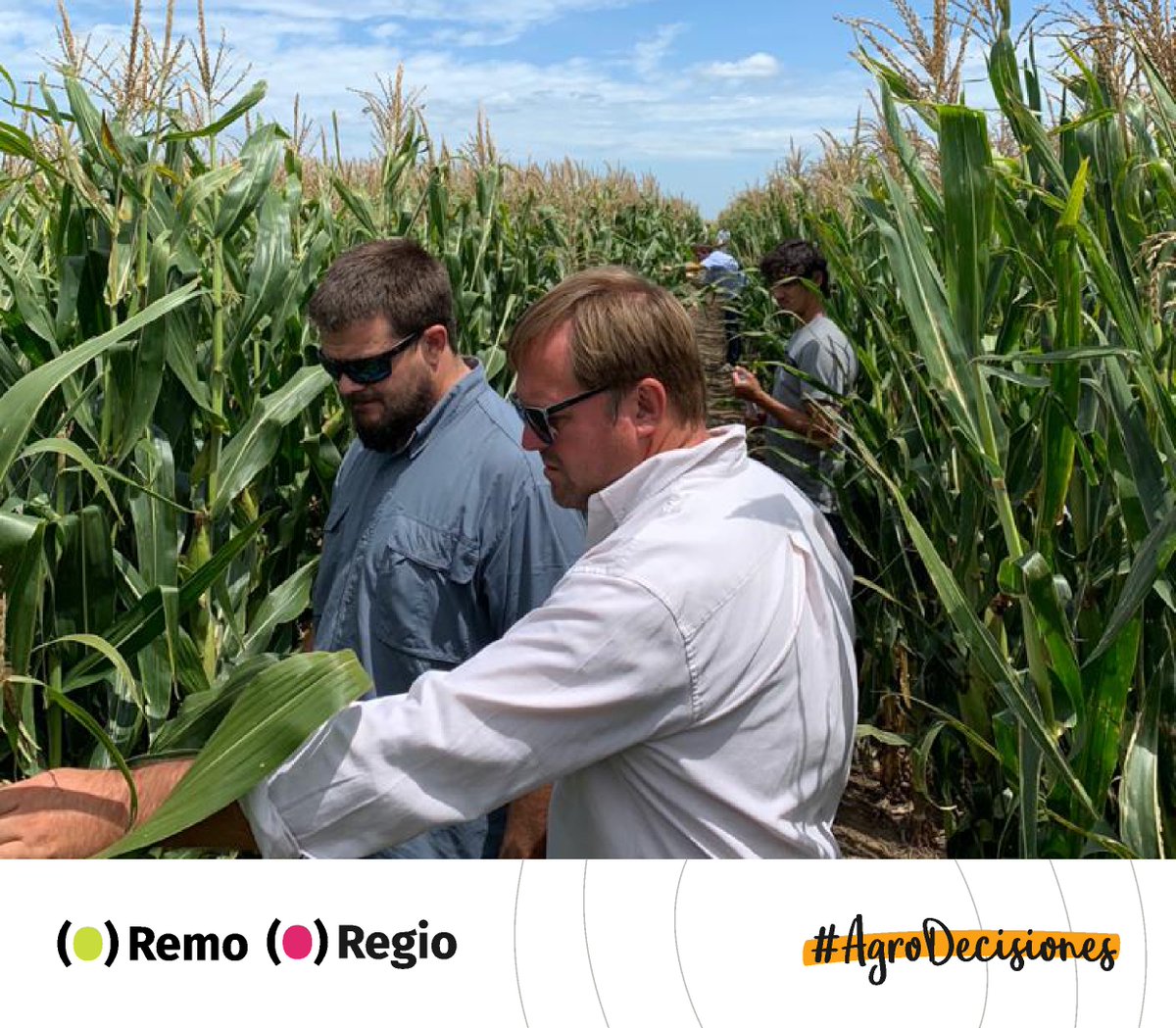 OdSagro's tweet photo. Vamos ensayo a ensayo, dato a dato: recorrida #RemoODS 🌽y #RegioODS 🌻
La información de confianza que generamos en articulación con @AapresidAmerica para las #AgroDecisiones.
#Siembra #PlanesDeSiembra https://t.co/ti5v5bM47o