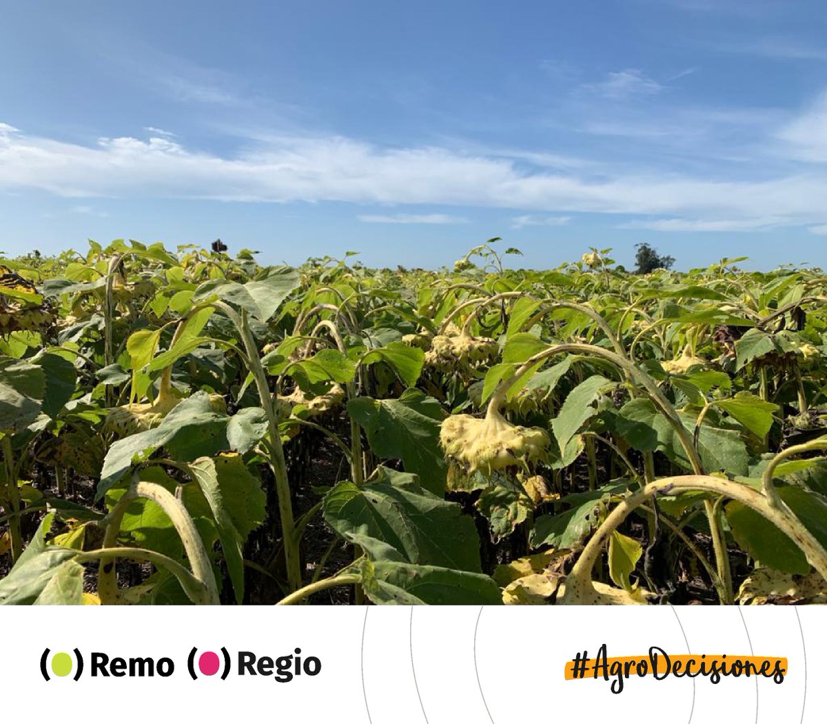 OdSagro's tweet photo. Vamos ensayo a ensayo, dato a dato: recorrida #RemoODS 🌽y #RegioODS 🌻
La información de confianza que generamos en articulación con @AapresidAmerica para las #AgroDecisiones.
#Siembra #PlanesDeSiembra https://t.co/ti5v5bM47o