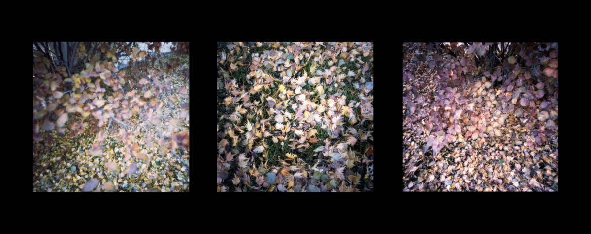 Fall leaves triptych
I think these three are best represented together as a triptych really.
#believeinfilm #shootfilmbenice #lenslessphotography #pinholephotography

Ondu 612 MF (shot as 6x6) / @KodakProFilmBiz Portra 400