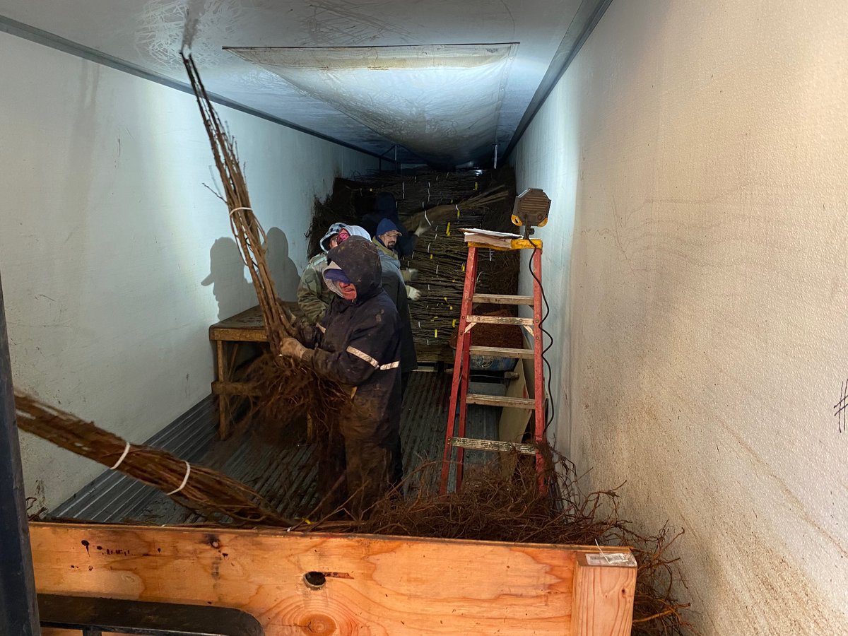 C &amp; O Nursery's 2020 shipping season is going strong having experienced employees and great trees allows C &amp; O Nursery to be recognized as one of the leading quality fruit tree Nursery's and one of the oldest in the United States C &amp; O Nursery is going into it's 114th year.