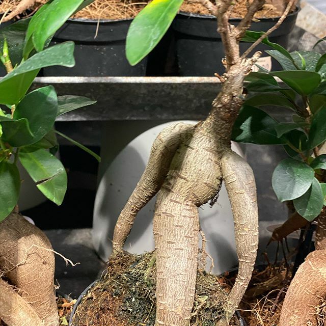 Växtkraft och livsvilja 🥰 .
.
.
.
.
#spring #vår #kolonilott #kolonistuga #vitsippa #trädgårdsinspiration #gödsel #kolonilott #odla #odling #plants #gardening #fleur #giardino #jardim #blomster #gardendesign #hage #flowerstagram #garden #gardens #trädgård #flowers #flores #g…