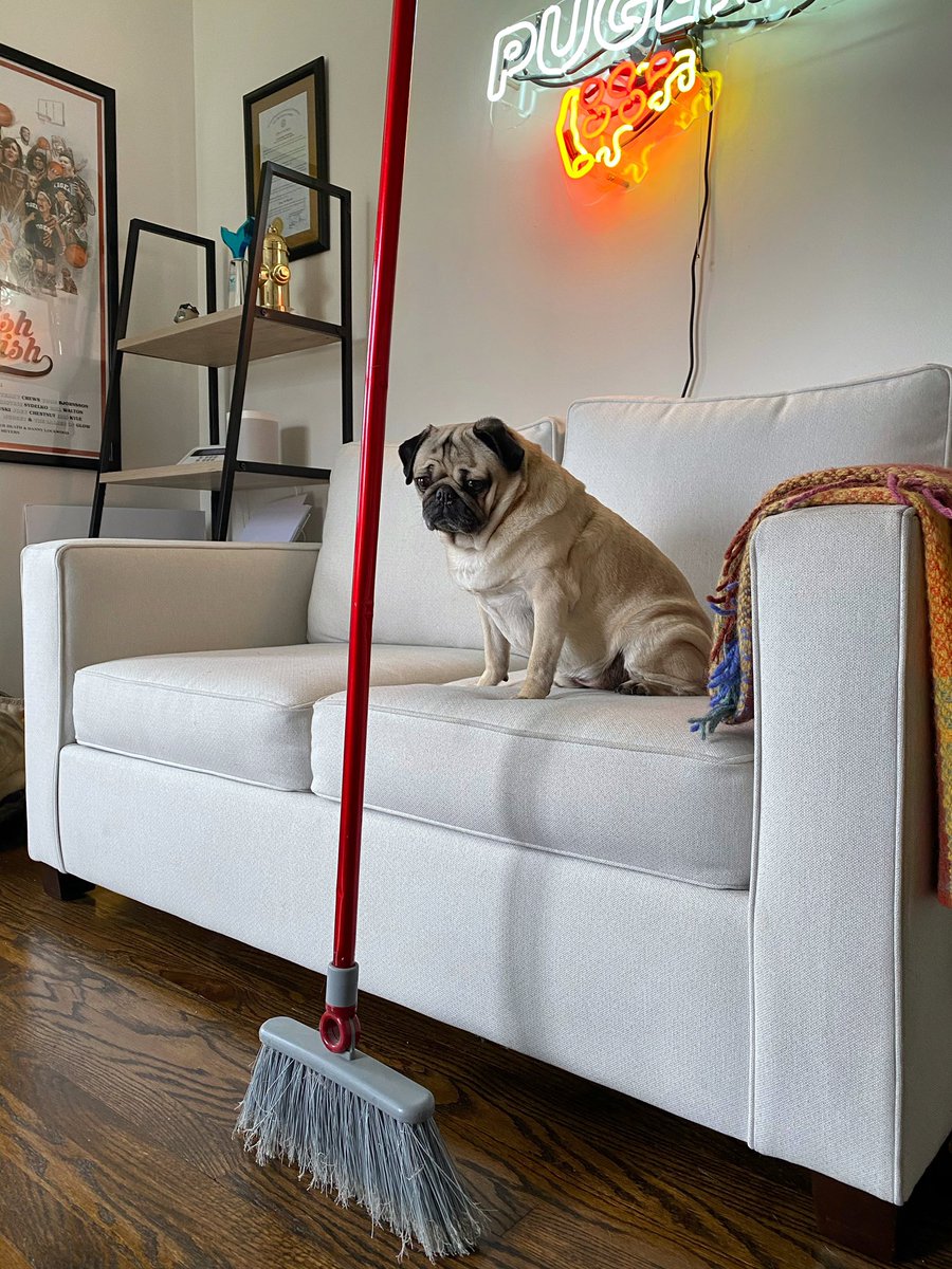 Why Are Dogs Afraid Of Brooms