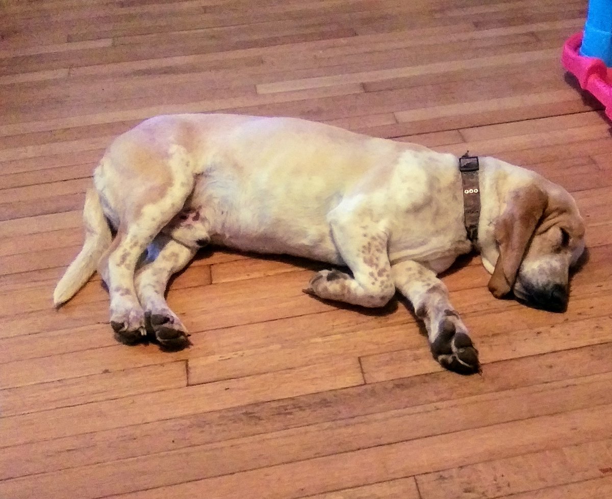 lpriceut01's tweet image. This is what Chester thought about Snow &amp;amp; what I think about all this Rain 😜 #pricelessparadisefarm #littleengineerslearningacademy #rescueus