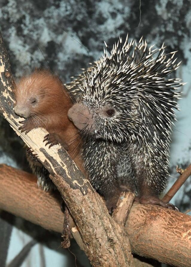 LearnSomeDaily's tweet image. Baby porcupines are called “porcupettes”