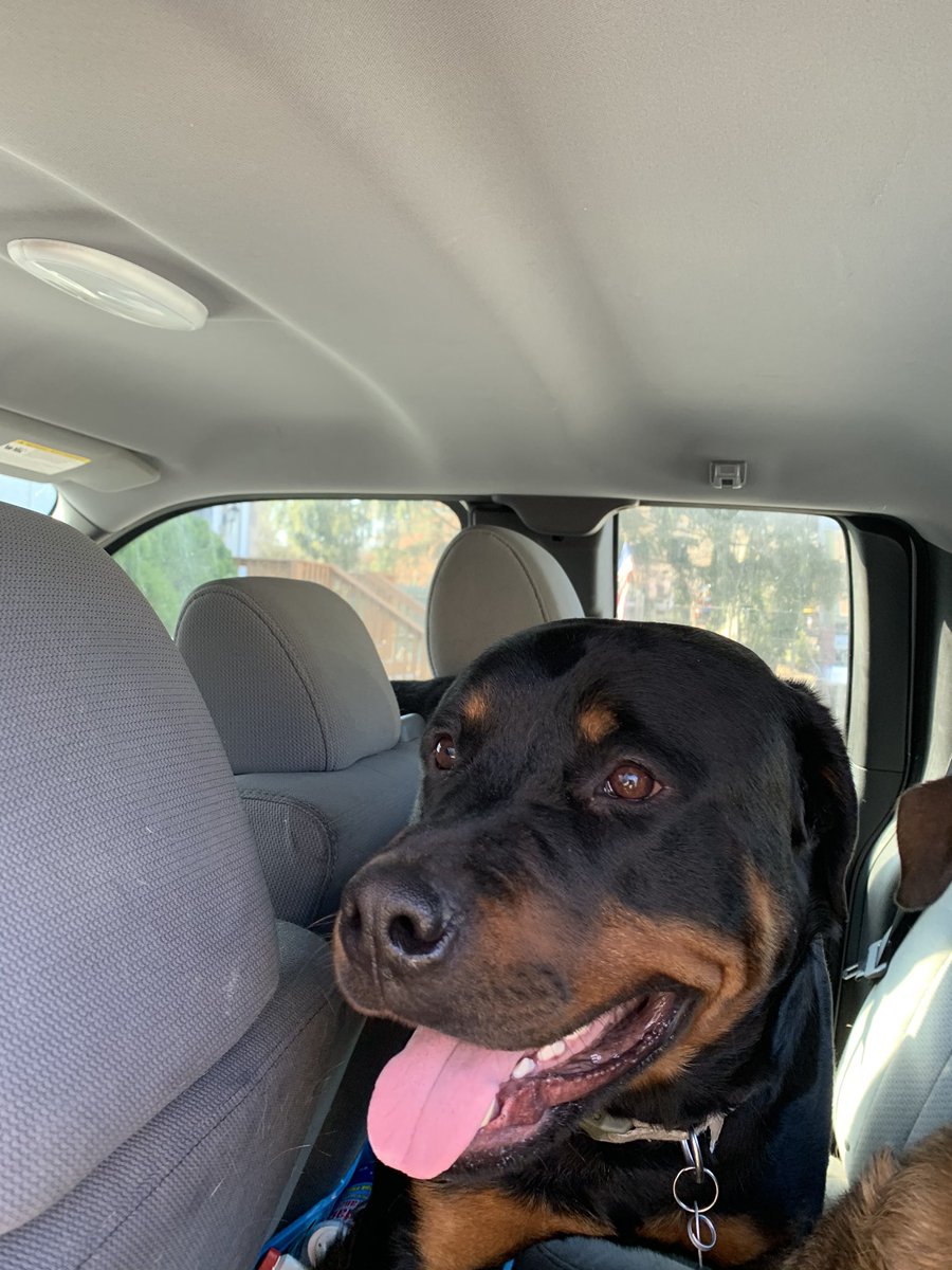 nichelllee's tweet photo. Incase anyone wanted to know why I love my big block head dogs so much!!!! 
They keep me laughing😂😭💛 https://t.co/4pmhpf3i4S