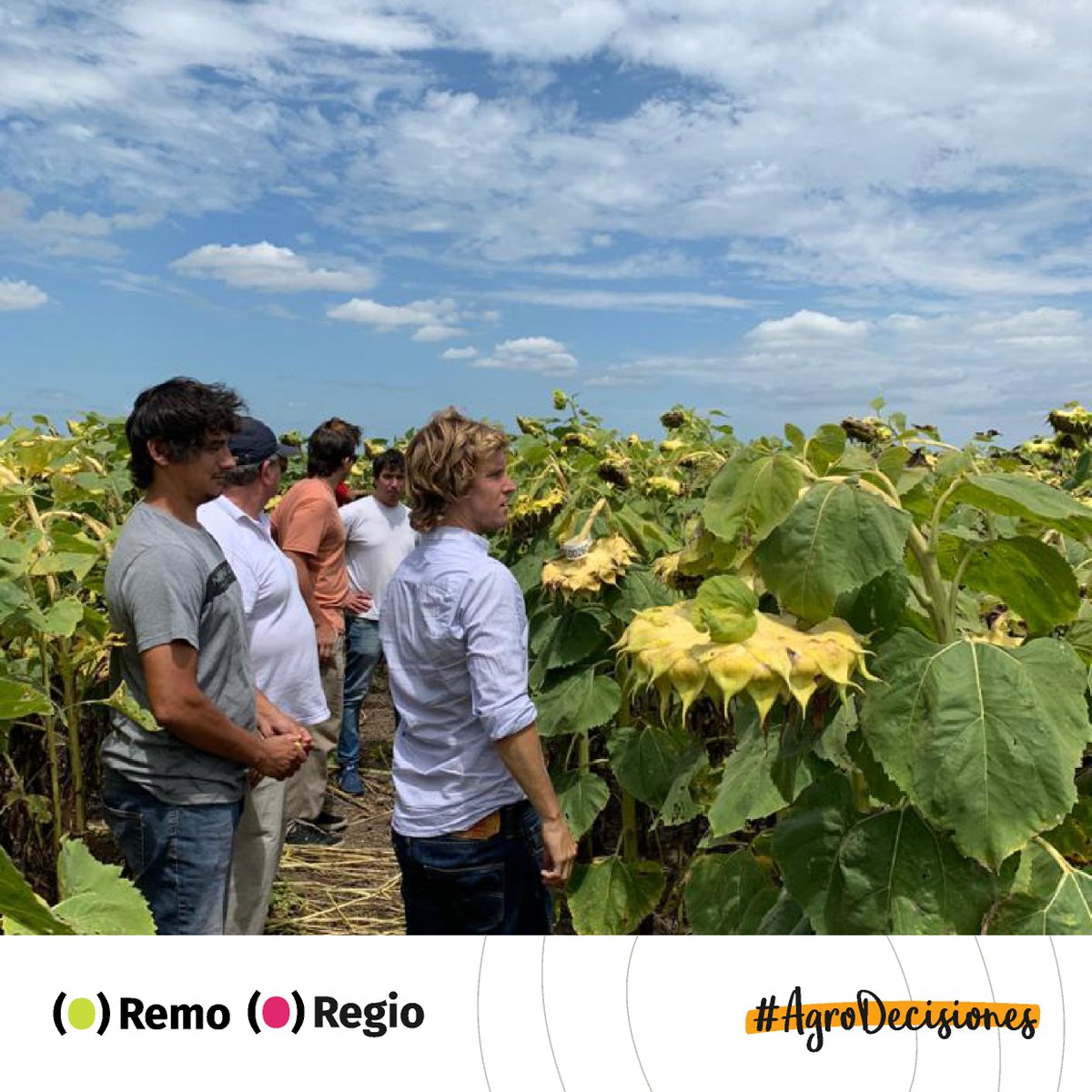 OdSagro's tweet photo. 🌽🌻Las respuestas en la elección de híbridos de #maíz y #girasol para la próxima siembra andan por acá.
#AgroDecisiones | Recorrida #RemoODS - #RegioODS https://t.co/mfmSr7yUdP