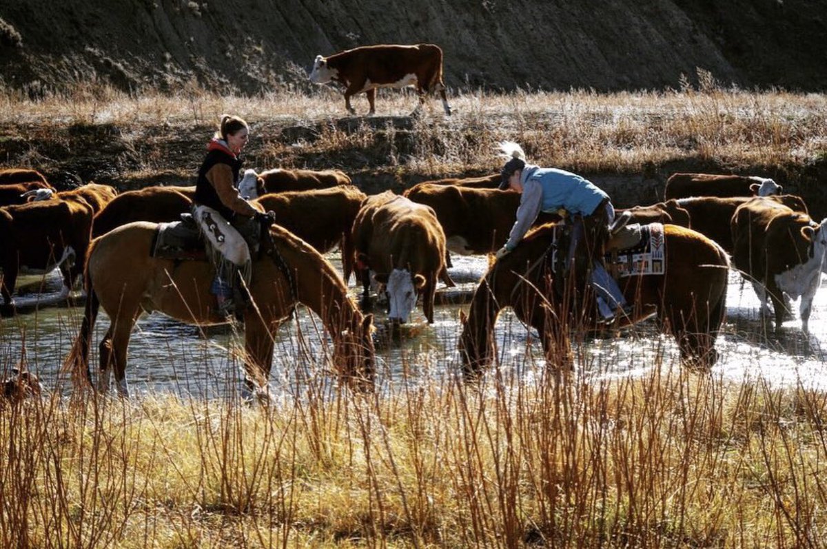 Happy #CanadianAgDay! 🍁 Hoffman’s &amp; Country Junction Feeds are proud to be Canadian and contribute to Canadian agriculture. 
I have always felt the ranch horse was an unsung hero of the performance horse world. Their versatility, heart, and grit is to be admire.
#CdnAgDay
