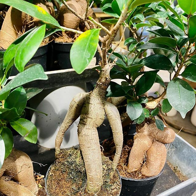 Växtkraft och livsvilja 🥰 .
.
.
.
.
#spring #vår #kolonilott #kolonistuga #vitsippa #trädgårdsinspiration #gödsel #kolonilott #odla #odling #plants #gardening #fleur #giardino #jardim #blomster #gardendesign #hage #flowerstagram #garden #gardens #trädgård #flowers #flores #g…