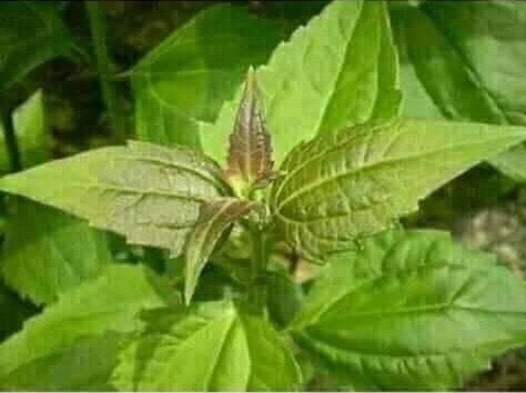Allezamani's tweet image. You’re not Nigerian enough, If you never used this Awolowo leaf as an iodine for your injury 😂😂😂