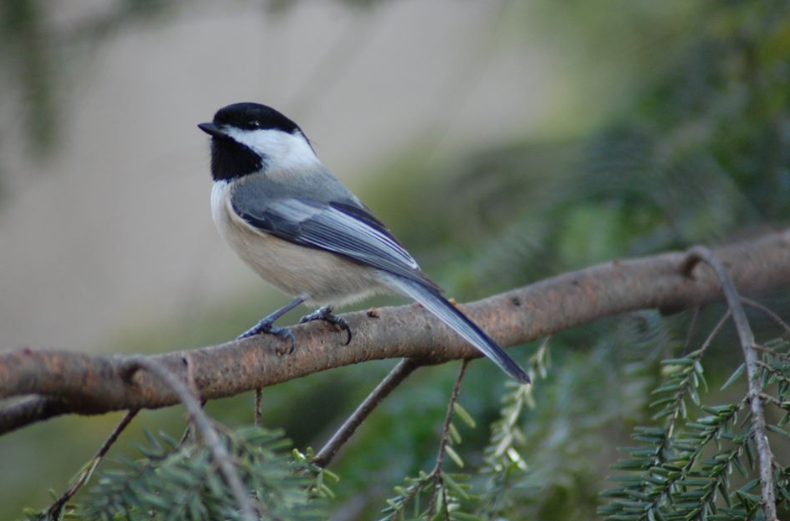 WillCoForests's tweet photo. If you have 15 minutes to spare, you can participate in the Great Backyard Bird Count, a global citizen-science project to create a snapshot of bird populations. https://t.co/ImT9aoyFHp https://t.co/gXvgm18cfw