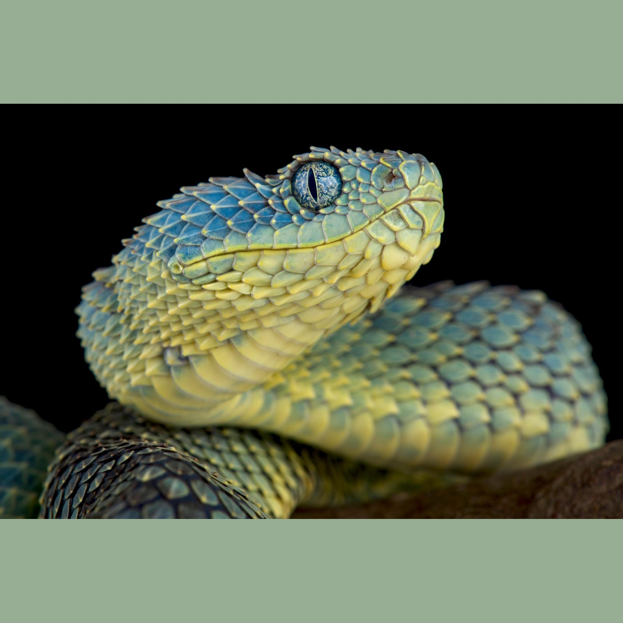 Atheris squamigera  Cute reptiles, African bush viper, Animals beautiful