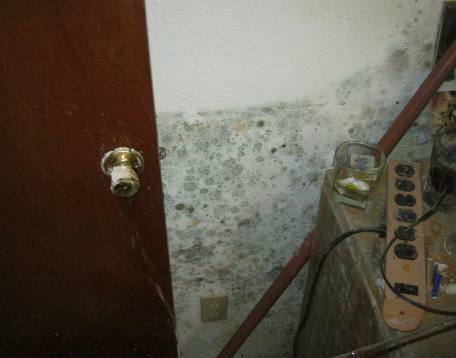 Alternaria is a type of mold often found in homes. Pictures, health problems, removal information.   mold-answers.com/alternaria.html