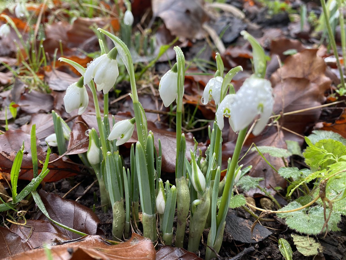 We have snowdrops, daffodils and even cherry blossom appearing in the garden. Why not come see for yourself? We are open Sunday 16-Wednesday 19 February, 11-4. Normal admission applies jennermuseum.com/visit/