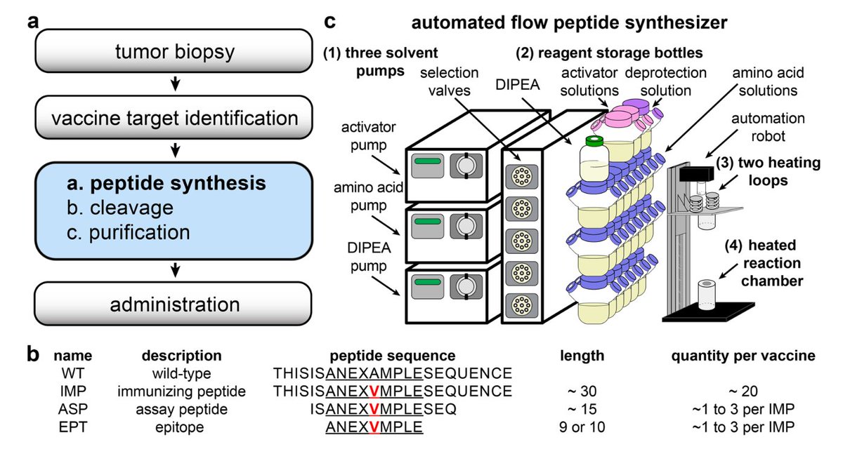 New automated flow peptide synthesis technology produces 30-mer #neoantigen peptides in less than 35 minutes and 16-mers in less than 20 for personalised #cancer #immunotherapy: go.nature.com/2H7f9M3 via <a href="/SciReports/">Scientific Reports</a> <a href="/MIT/">Massachusetts Institute of Technology (MIT)</a> <a href="/broadinstitute/">Broad Institute</a> <a href="/kochinstitute/">Koch Institute at MIT</a> #OA Image: Truex 2020
