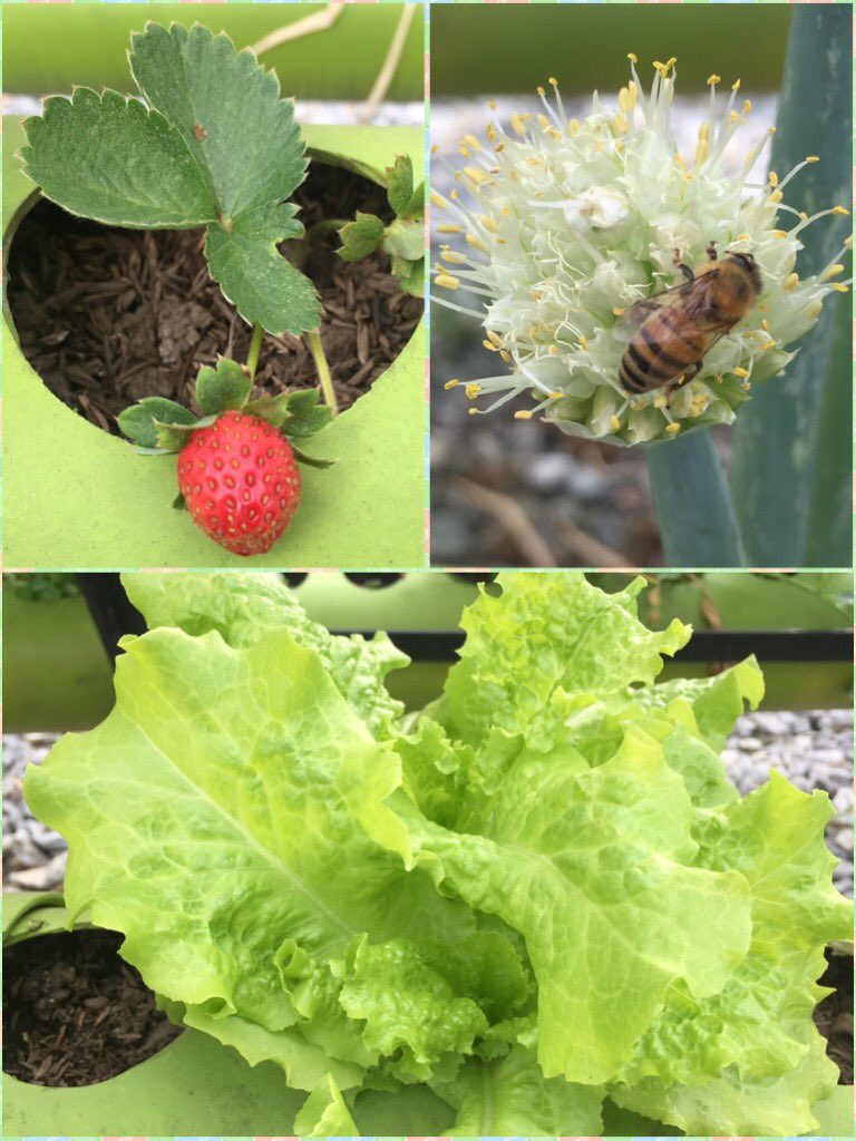 Integra_S_A's tweet photo. Esta hermosa postal nos la entrega nuestra huerta ubicada en los patios Integra de Dosquebradas. ☘️🥬🍓🐝 #HuertaIntegra #EspacioSaludable https://t.co/wp6wPEF7Yt