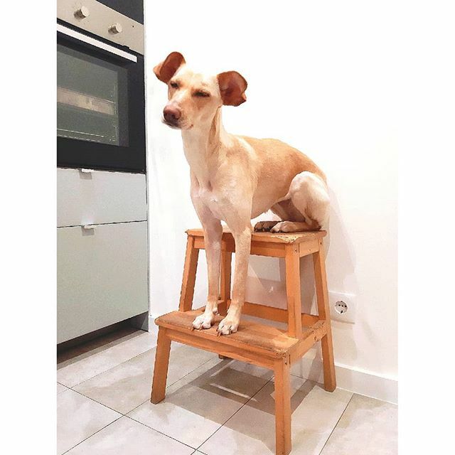 silfpires's tweet photo. Happy ❤ #pharaohhound
.
.
.
#doglover #cutedogs #doggy #dogsofinstgram #doglife #dog #doggie #dogs_of_instagram #dogstagram #dogsofinstaworld #dogsofig #ilovemydog #dogmom #dogslife #doglovers #dogsofinsta #dogsofinstagram #instadog #doglove #dogs #doggo #dogsitting #dogofth… https://t.co/gJW70xtGLx