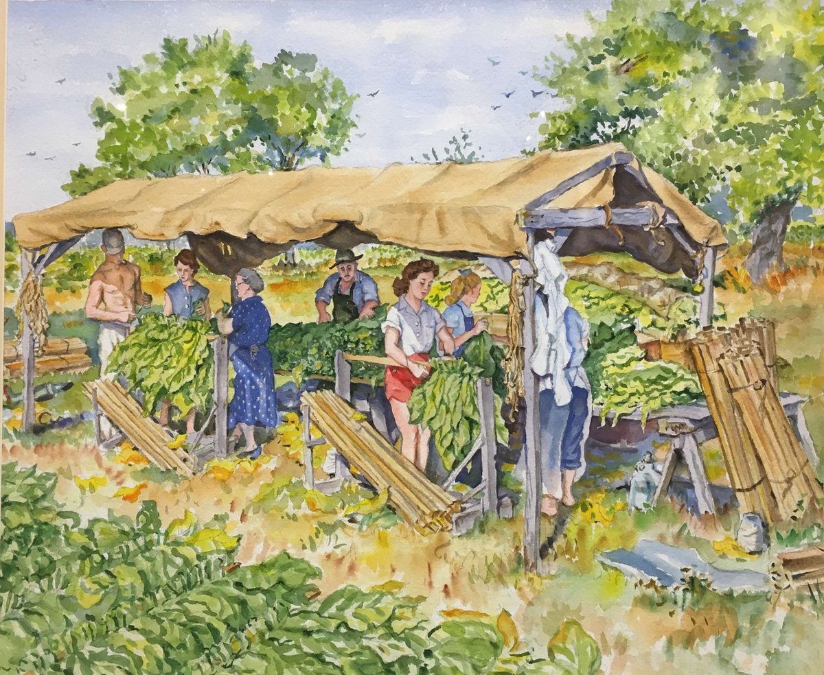 DTMHC_Canada's tweet photo. Check out this article on a young Irene Anderson from the March 1965 issue of the Canadian Tobacco Grower Magazine. Our collection contains a variety of pieces of her work, including this watercolour painting, titled “Tobacco Harvest 1945 – Hand tying under shade.” https://t.co/yKWlzsH6vH