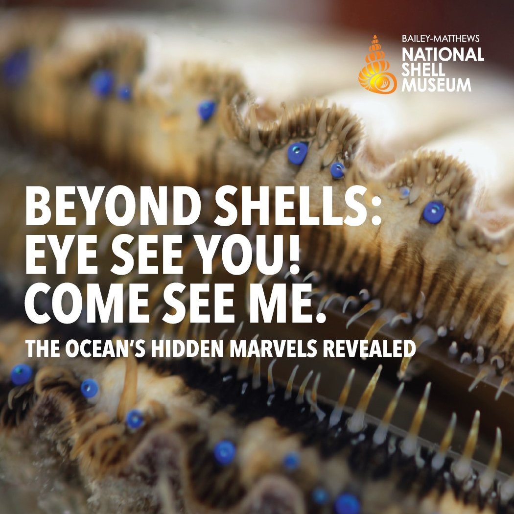 ShellMuseum's tweet image. A7: Sanibel’s stunning seashells 💯! March is a great month to be in Sanibel for the Annual Shell Show. And for the first time, visitors can see our new aquarium experience and meet the fascinating animals that create these shells! #ShellMuseum #FLTravelChat