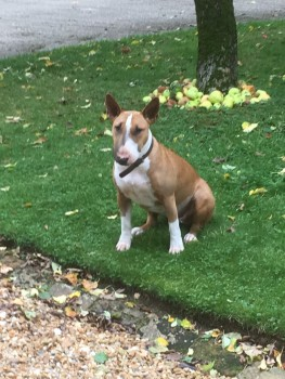 millypod1's tweet photo. 🆘PETAL #Lost #ScanMe YOUNG English Bull Terrier Female  Foscote Manor #Foscott #Buckingham #Bucks #MK18 https://t.co/4XpHNpWygs https://t.co/40iKQ9dpEI