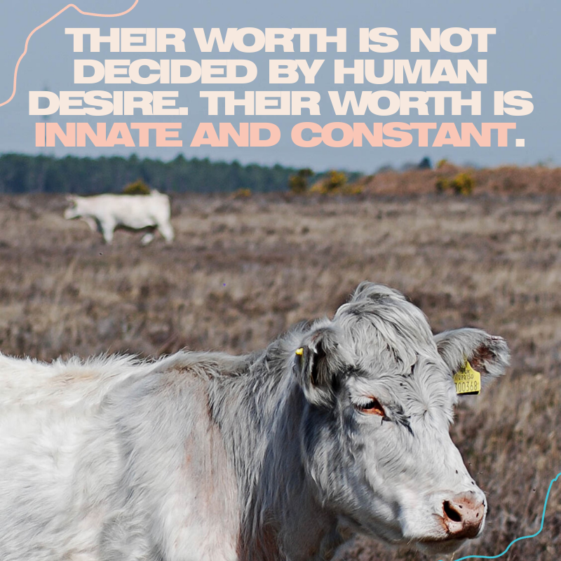 twlp_org's tweet photo. Human desire cannot define nonhuman worth. Speak to someone about this today.

#vegan #twlp #thosewholovepeace #animalrights #animalrightsactivism #peace #dogood #education #ditchdairy #veganuary #FebruScary https://t.co/X3QTtMD2Wo