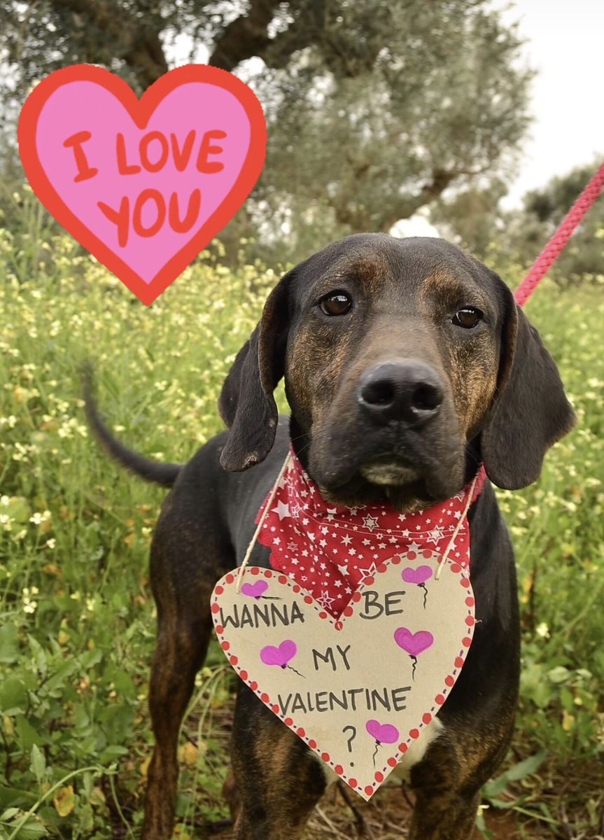 dashdogrescuers's tweet photo. Will you be Neptune’s Valentine?
Click the Instagram link: https://t.co/43PZIcnvaw

#dogsoftwitter #adoptme #AdoptDontShop #rescueme #rescuedog #greekstray #adoptadog https://t.co/UgNuxsJcTp