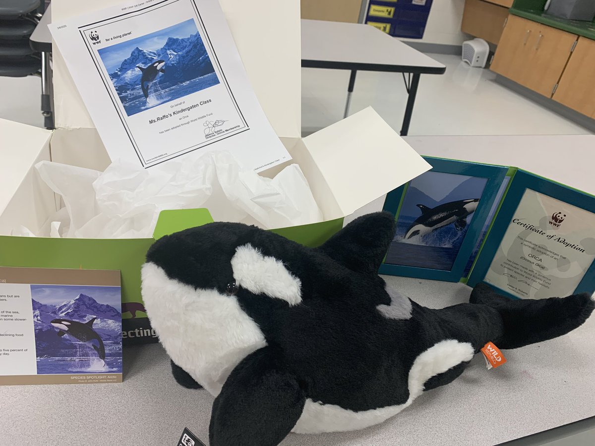 I am such a proud teacher! My students have donated 100$ to WWF to adopt an Orca. Through our polar PBL we have learned so much about polar animals and their needs. #kindersmakingadifference <a href="/GoshenPostES/">Goshen Post ES</a> #gogpgators