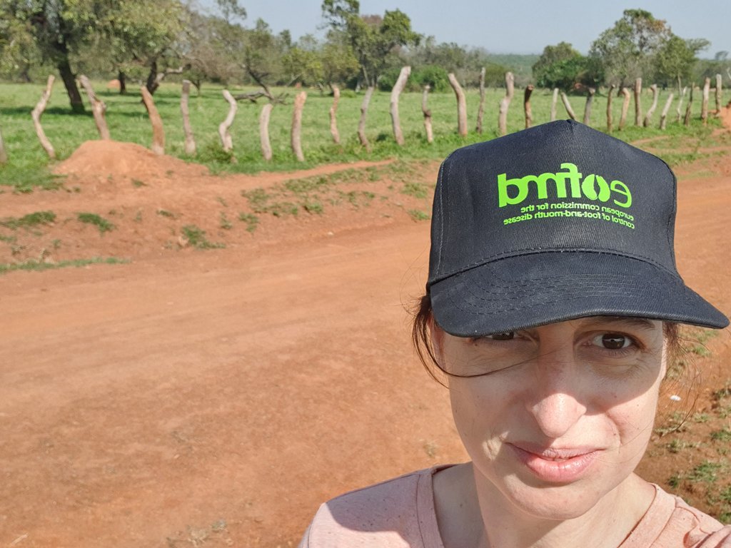 pollycompston's tweet photo. Out in #uganda today talking to farmers about #fmd and admiring the #ankoke cattle @Eufmd #rtt #utc3 https://t.co/QJNqNLgxau