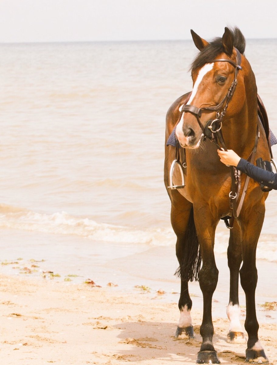 Fnn_N1's tweet image. ولنا فى الخيل جمال يصعب وصفه 🐎.