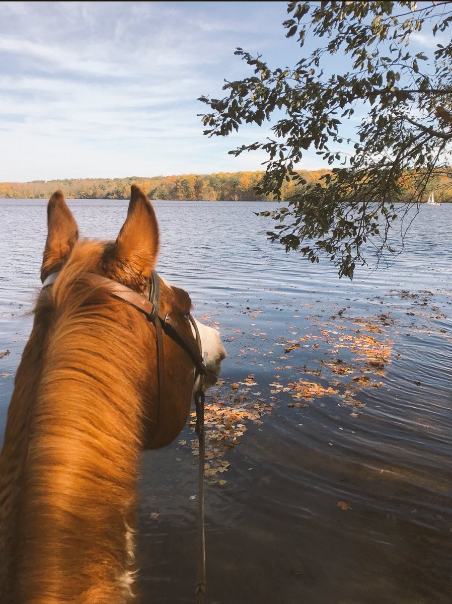 Fnn_N1's tweet image. ولنا فى الخيل جمال يصعب وصفه 🐎.