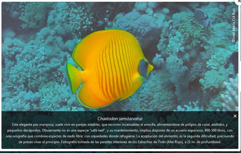 AquaticNotes's tweet image. En Aquatic Notes, tenéis nuevas fotografias con descripción de especies.
¡No os lo perdáis!!😀
aquaticnotes.com/2016/es/galeri…