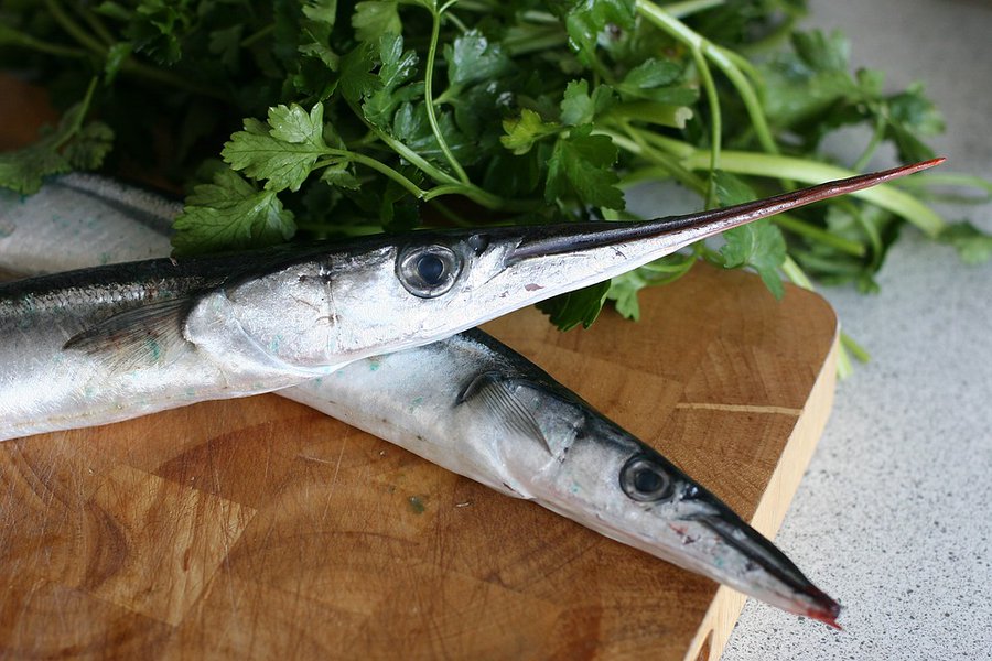 アオヤガラとダツは刺さる魚で危険 違い 似てる点や味はまずい それがちょっと知りたい