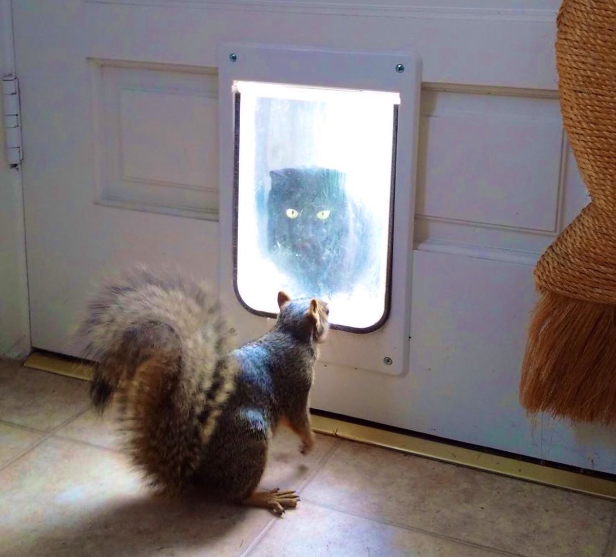 #AndIWillAlwaysLove making cats go a little more crazy...