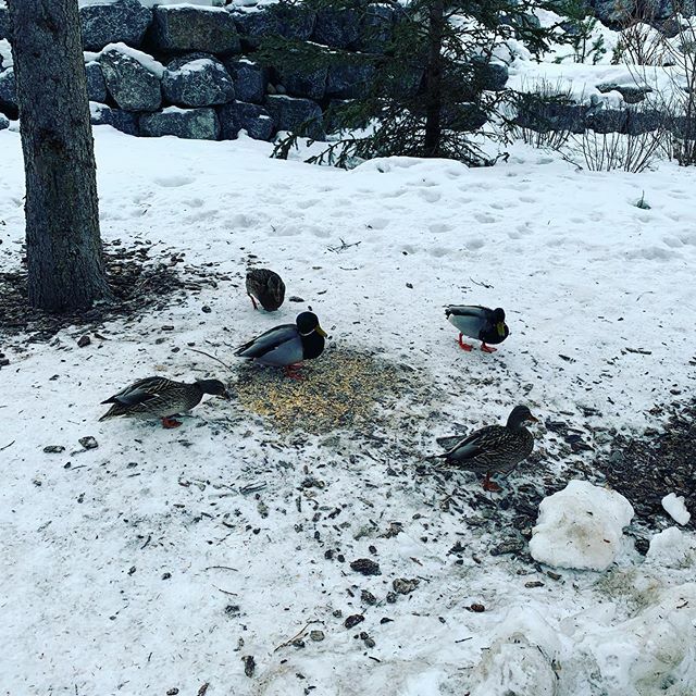 MikeGPhotog's tweet image. Leisurely stroll at lunch hour in #Canmore #ducks are too busy snacking to be worried 😟 about me ift.tt/31N7HyU