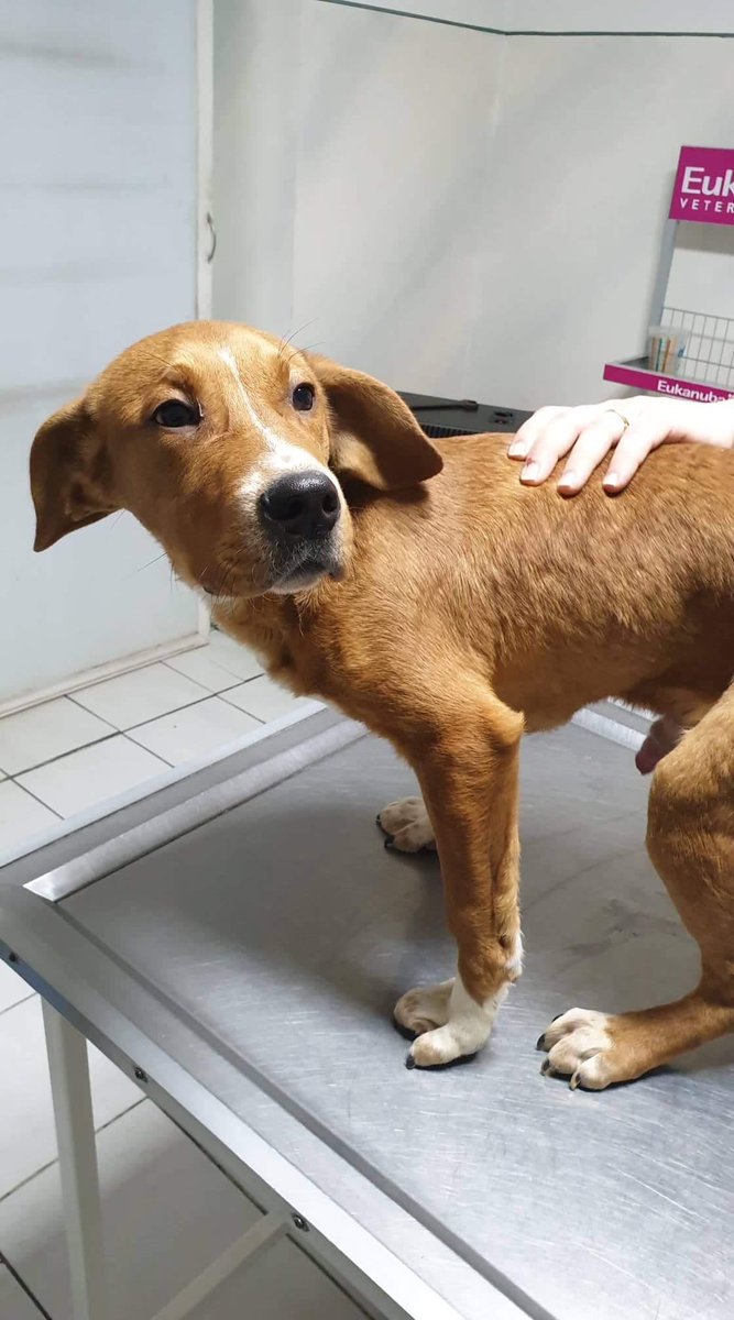 Adopt Don’t Shop tweet media