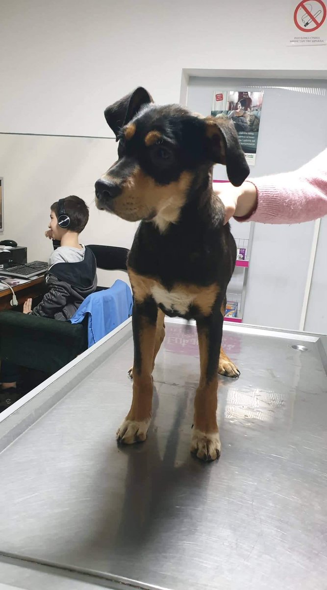 Adopt Don’t Shop tweet media