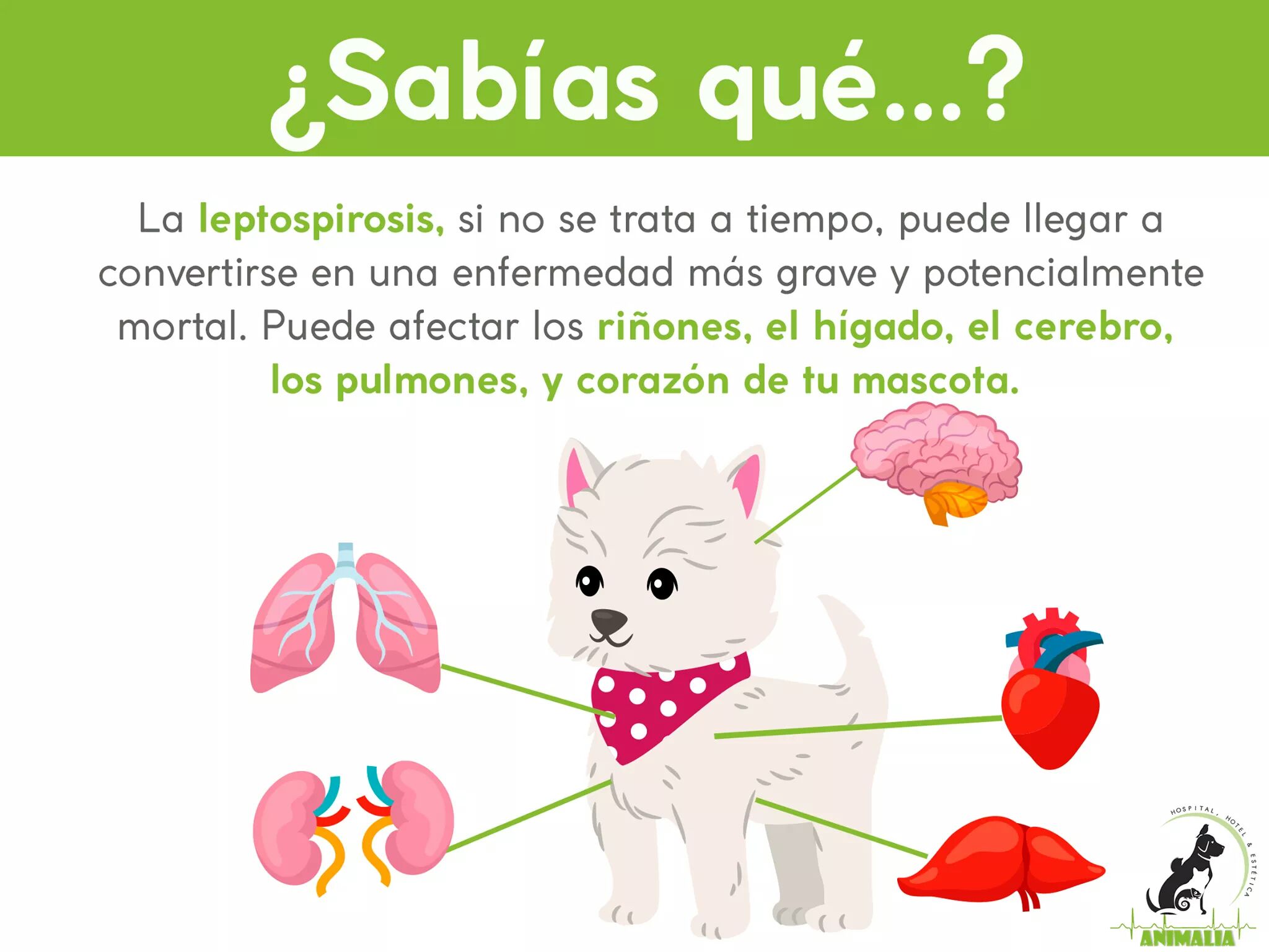 Cómo Se Trata La Leptospirosis En Perros
