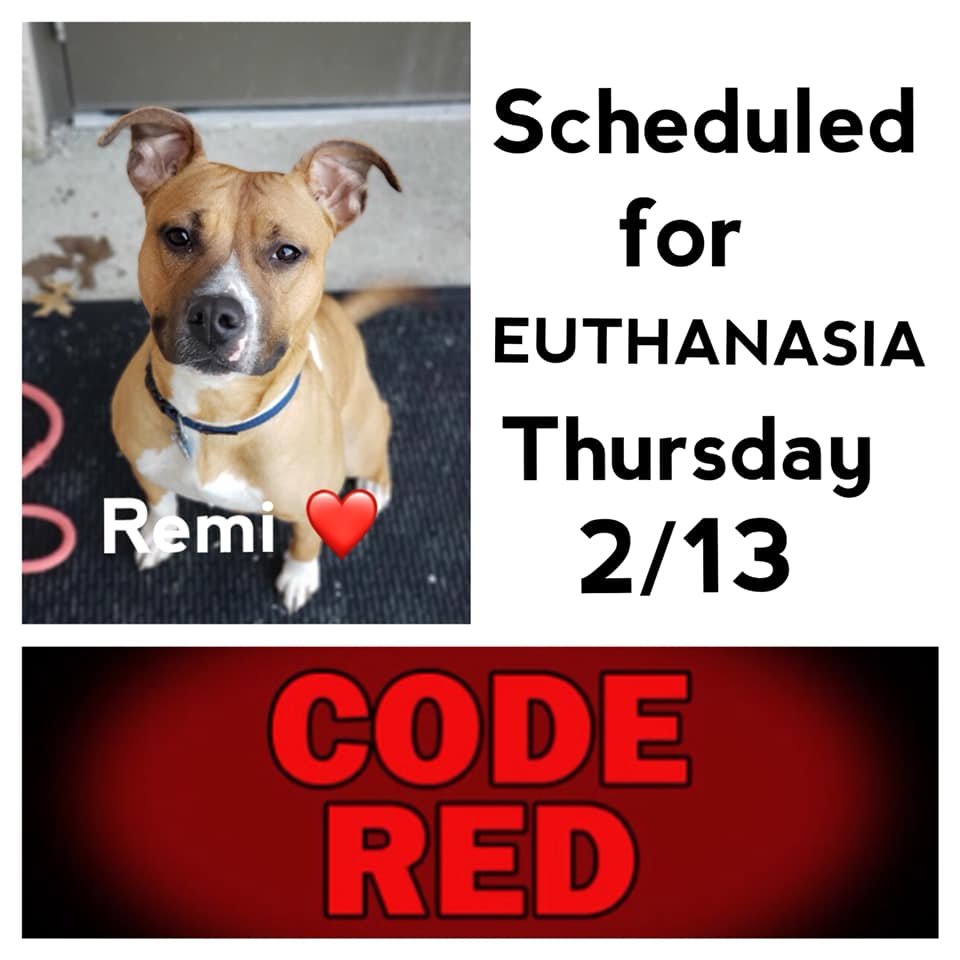 EMluvsPibbles's tweet photo. โ ๏ธ๐จEMERGENCY๐จโ ๏ธ
#REMI is the next VICTIM!
๐Given 48 HRS to get out!..No Foster Program. Zero help!๐ฅด
Same old story "behavioral concerns"
๐She needs a rescue & foster ASAP or they will kill her!๐ฅบ
๐#PLEDGE #RESCUE #FOSTER #NOKILL๐๐ ๐ซ
https://t.co/GVfgNoZyH6
Columbus, OH https://t.co/qdwRZVZJl9