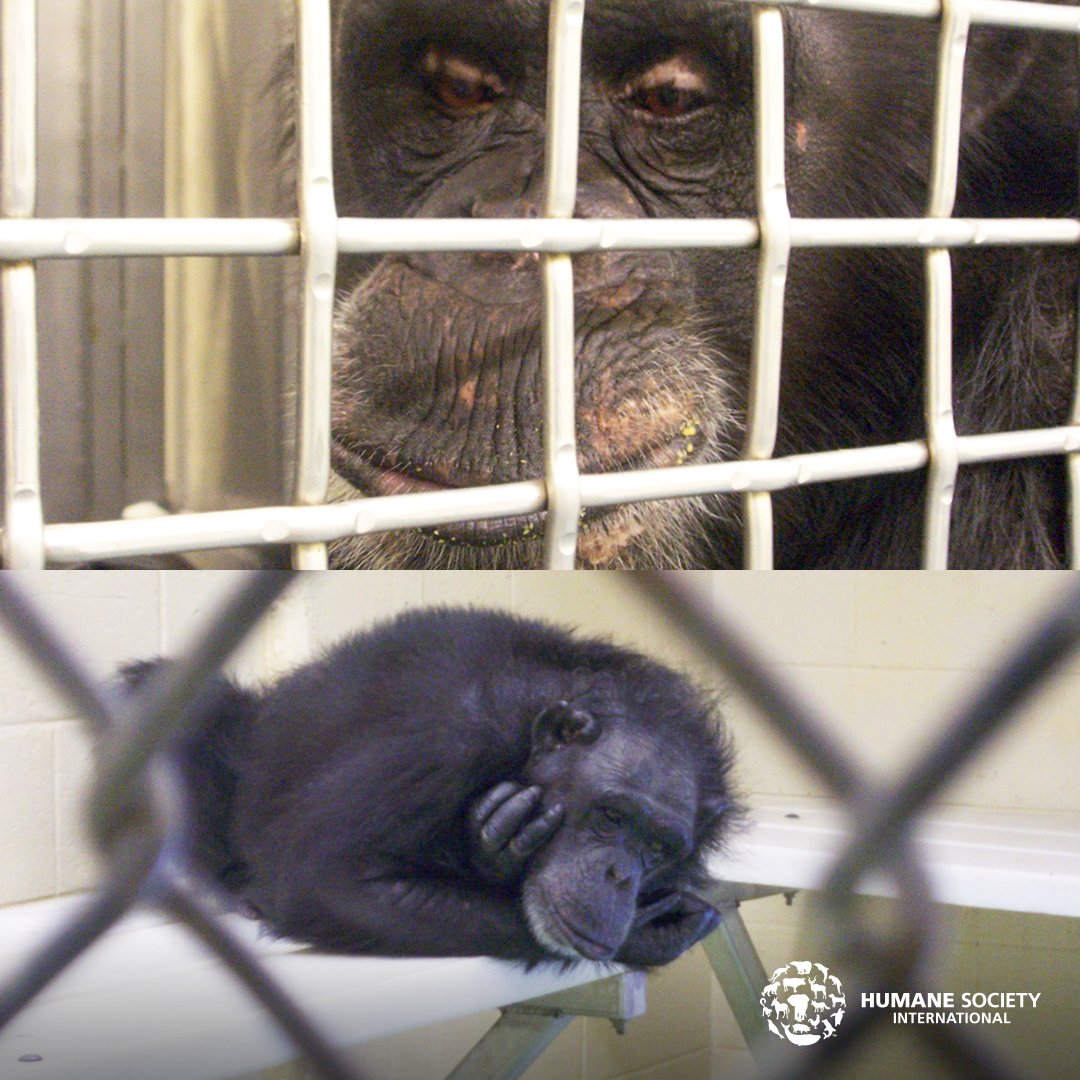 The <a href="/NIH/">NIH</a> has chosen to betray 40+ chimpanzees who were supposed to be retired to a sanctuary after years of testing and research!

Please send a message to the <a href="/NIH/">NIH</a> urging them to review their decision and give these sentient creatures a chance NOW: bit.ly/2OMT8Gy