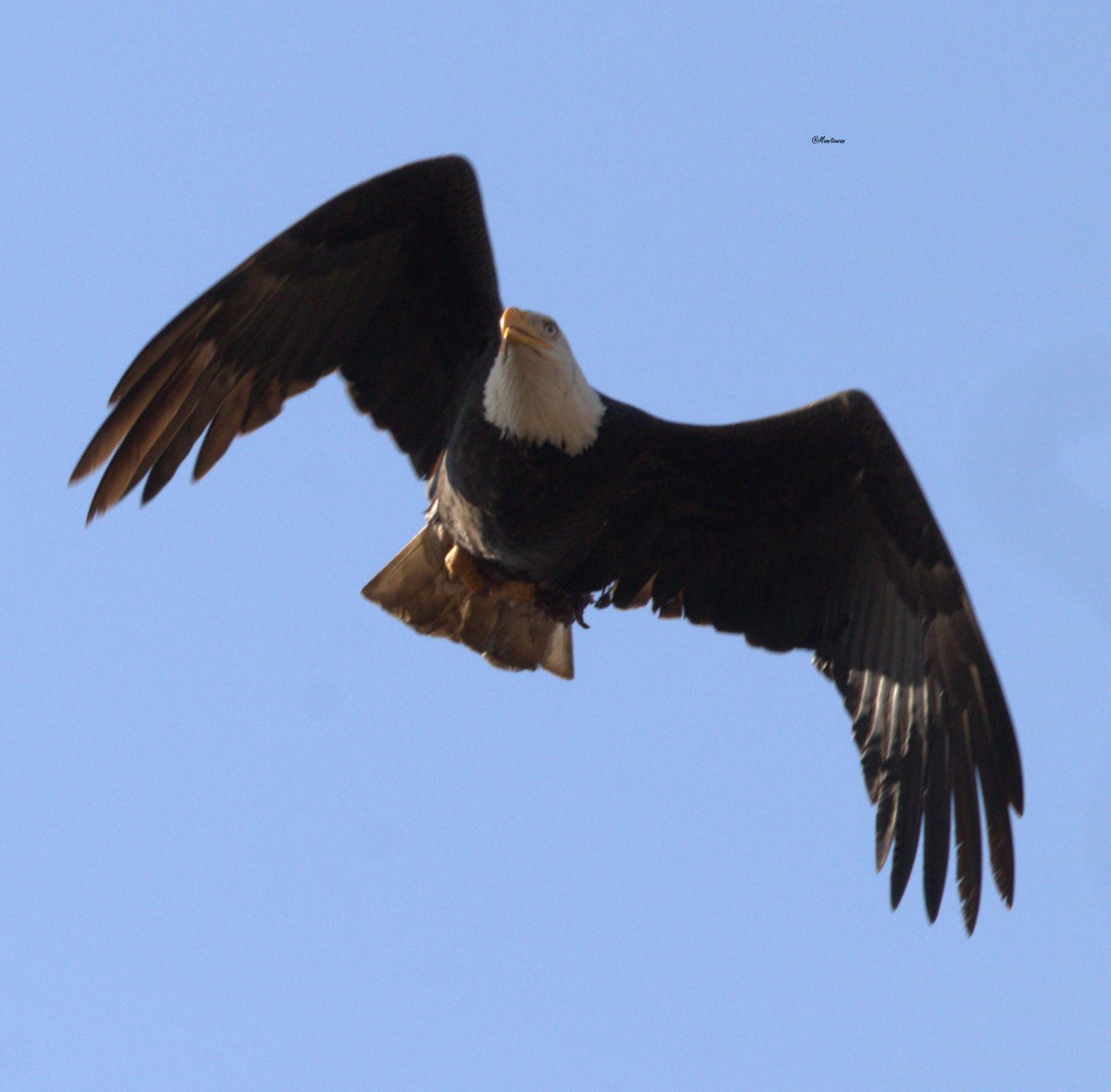 Manitowan's tweet photo. Delta Air Forces on full display #yesterday at beautiful #boundarybay #eaglepatch . #eagles @TourismDelta #birds #bird #nature #naturelovers @kathcupe @weathernetwork https://t.co/rNyVIvCLIk