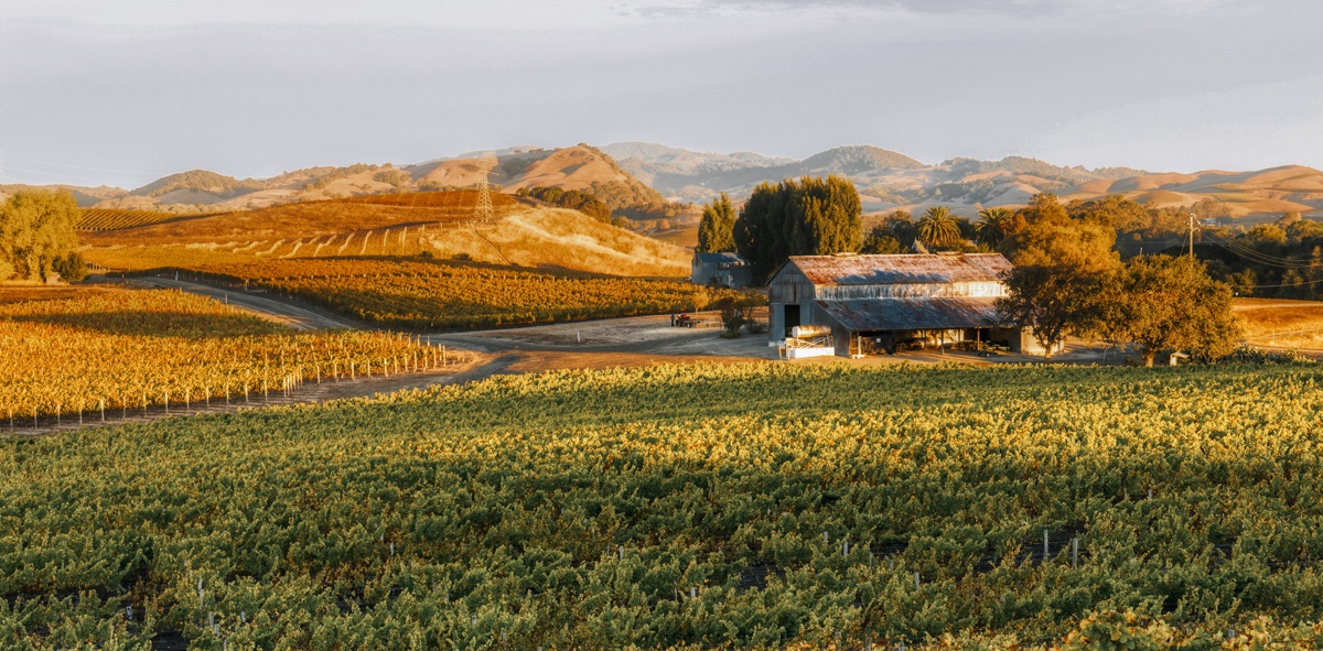 1 Varietal. 2 Words: Pinot Noir. 3 Counties. Always 100% Pinot Noir.