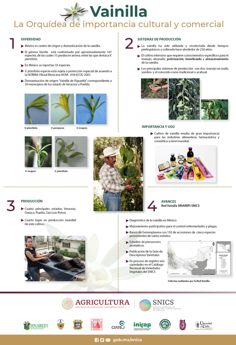 SNICS_MX's tweet photo. El @SNICS_SADER da la importancia de #PlantaNativas #vainilla. Con la finalidad de conjuntar esfuerzos para su conservación y aprovechamiento sustentable.
#AgriculturaMexicana #Vainilla-SINAREFI https://t.co/anCz7iN2IO