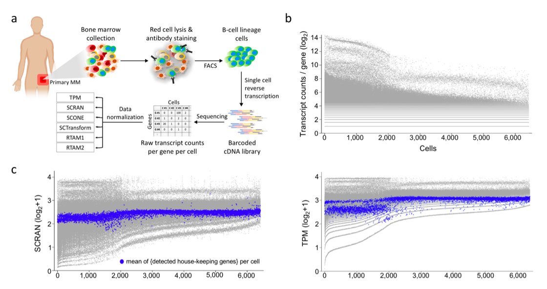 Simultaneous Profiling of DNA Copy Number Variations and Transcriptional Programs in Single Cells using RNA-seq

Fig. Comparison of scRNA-seq normalization strategies

Ref: bit.ly/31IFGZy

#singlecell #scRNAseq #copynumbervariation #CNV #normalization #RTAM #sciCNV