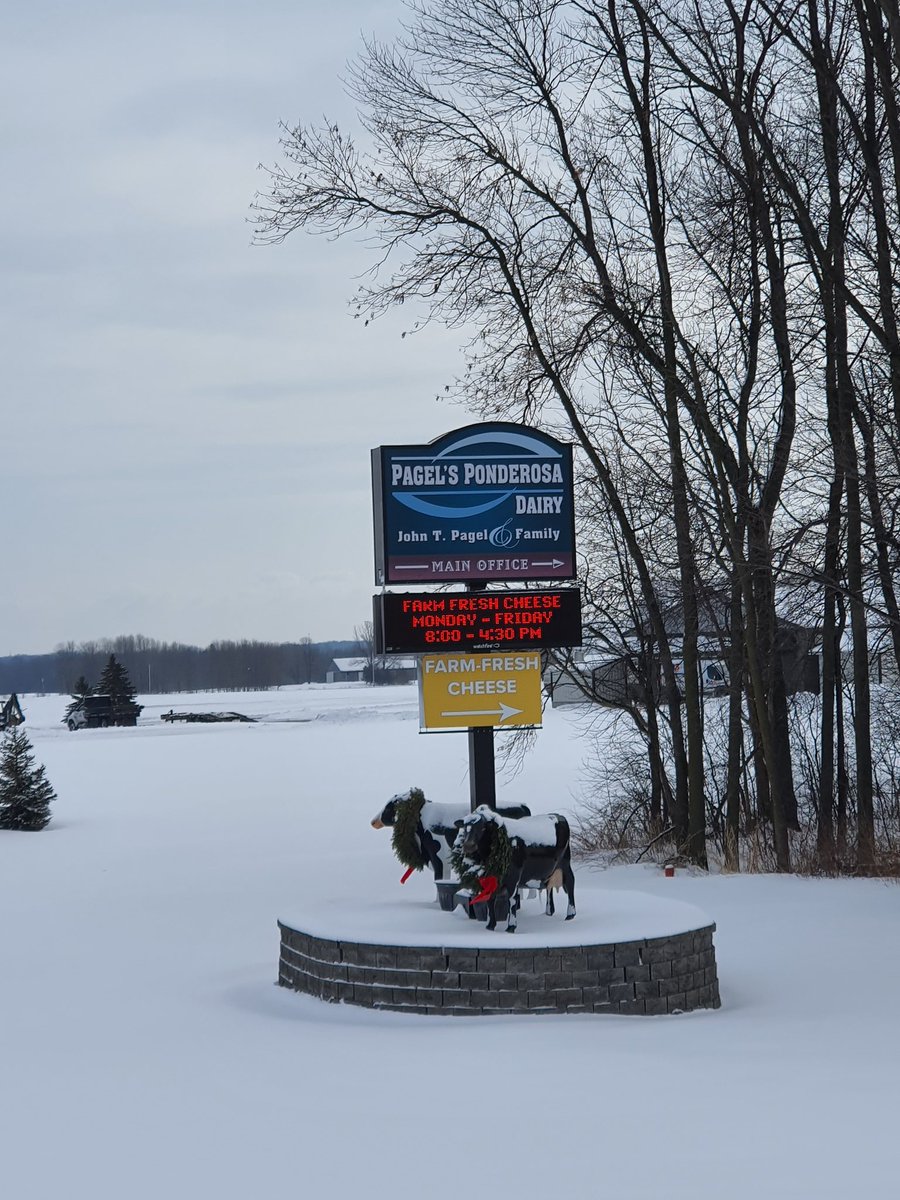 tdibble90's tweet image. Day 3 Alta Wisconsin Tour 2020
Panderosa Holstein 5500 cows, double 20 &amp;amp; 72 point rotary, 45L fcm, 37% pg rate off collars, dried green bedding. Extremely well managed herd with awesome xbreds. Using technology to find sick cows faster and reduce antibiotic use @AltaGeneticsUK