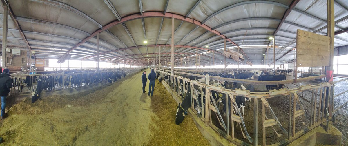 tdibble90's tweet image. Day 3 Alta Wisconsin Tour 2020
Panderosa Holstein 5500 cows, double 20 &amp;amp; 72 point rotary, 45L fcm, 37% pg rate off collars, dried green bedding. Extremely well managed herd with awesome xbreds. Using technology to find sick cows faster and reduce antibiotic use @AltaGeneticsUK