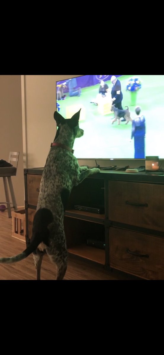 Komsberry's tweet photo. @BarstoolBigCat @WKCDOGS Let the mutts in! #stella2021 https://t.co/egIQPHe1yP