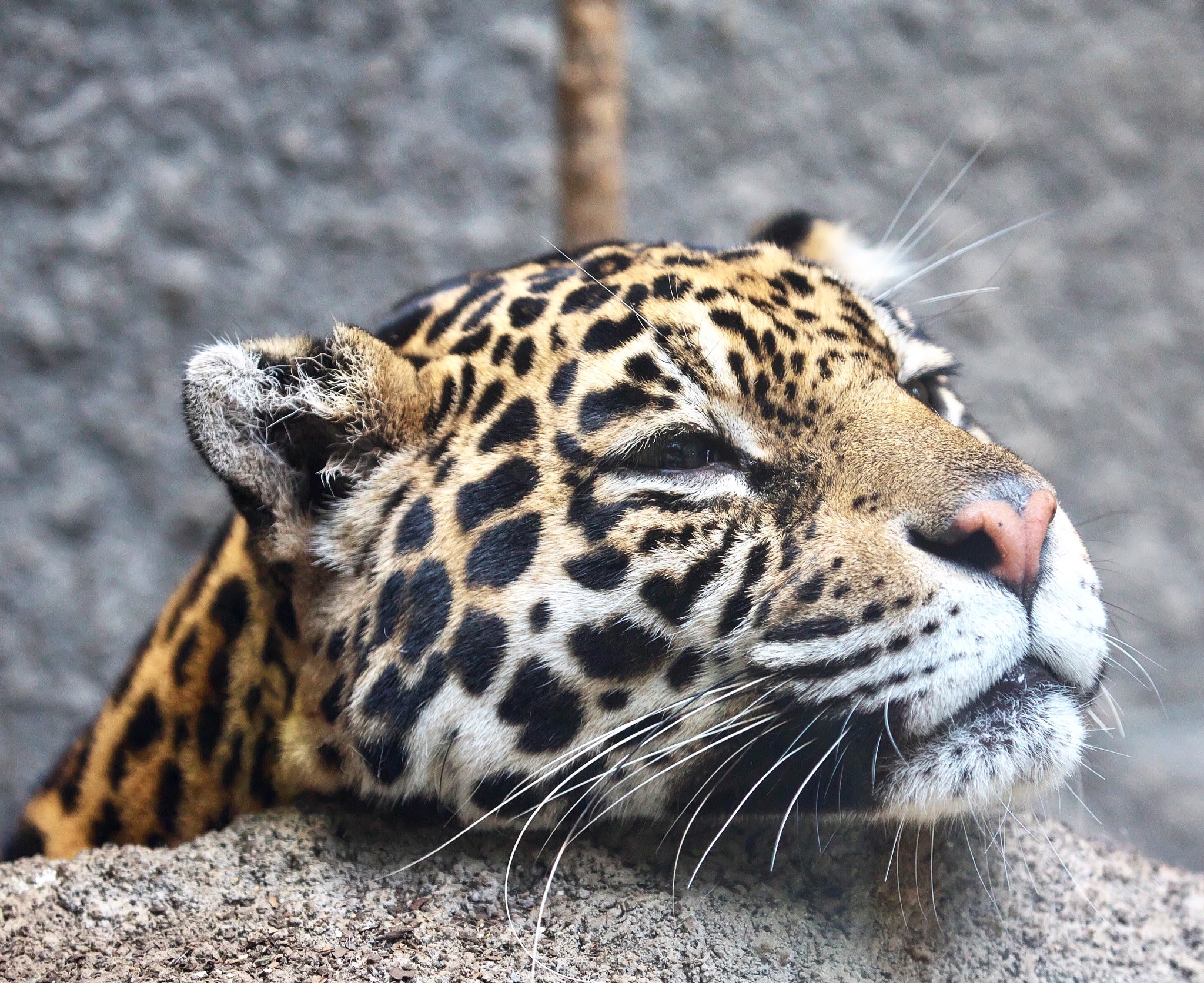 Royg ヒョウとチーターは見分けられるけど ヒョウとジャガーはよく分からんなー ちな これはジャガーです ジャガー ヒョウ Jaguar 那須どうぶつ王国 Nasuanimalkingdom T Co W5wshlgj0f Twitter Royg ヒョウとチーターは見分けられるけど ヒョウとジャガーはよく分からんなー ちな これはジャガーです ジャガー ヒョウ Jaguar 那須どうぶつ王国 Nasuanimalkingdom T Co W5wshlgj0f Twitter
