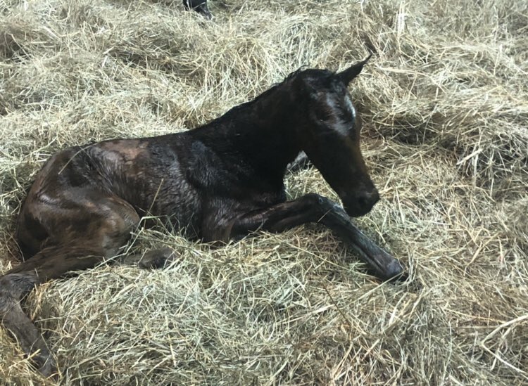 TAOcampo's tweet photo. Blame/Gibbet 2020 Filly 2/9/20 @VincentColbert @claibornefarm https://t.co/zT0hVMhcBe