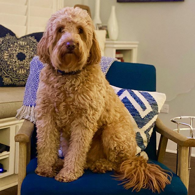 Watching from home and pulling for the #goldenretriever at the #westminsterdogshow #wkcdogshow #partgoldenretriever #bestathomecontest #goldendoodle #bestinshowdoodle #godogs ‼️ ift.tt/2tTwxAW