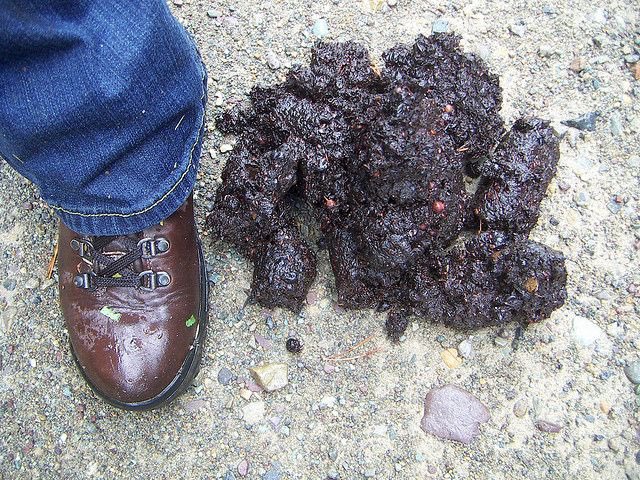 .<a href="/SpitballersPod/">Spitballers Podcast</a> #BearScat